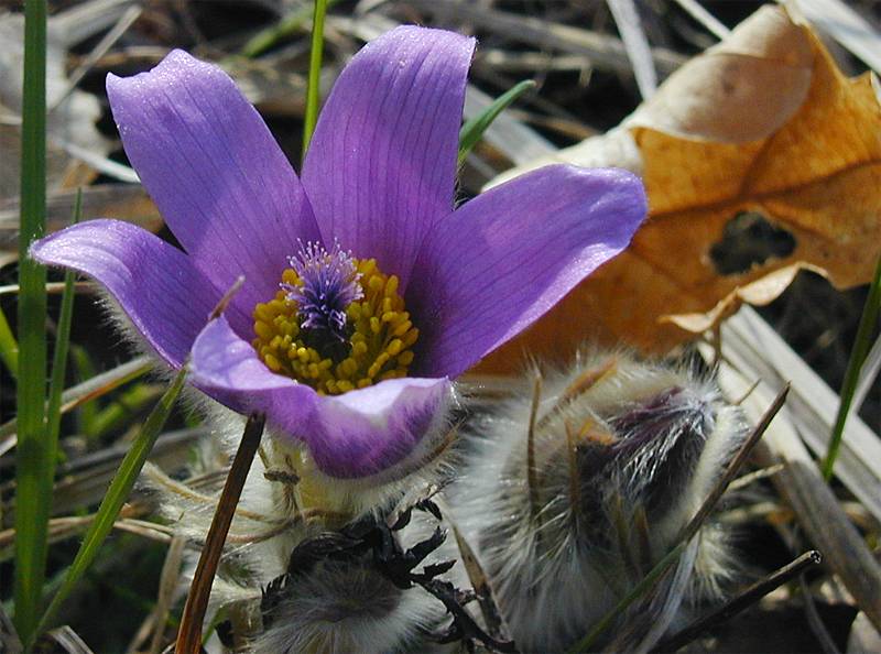 Pulsatilla grandis